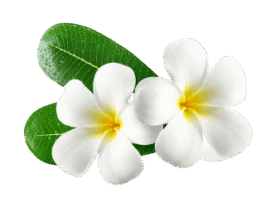 flower_1_14 e1745932453567